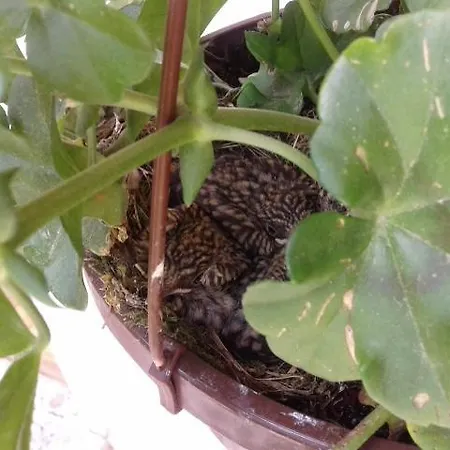 펜션 House Sobol Kuzelj