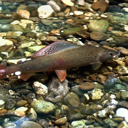 펜션 House Sobol *